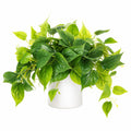 Pianta Decorativa Artificiale Verde in Vaso di Ceramica Bianca