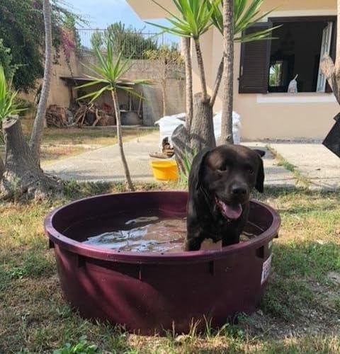 Vasche da bagno portatili 110X35H, Piscina Bagno bagnetto cane mastello litri 275 tondo per vino enologia D. Cm, mille idee